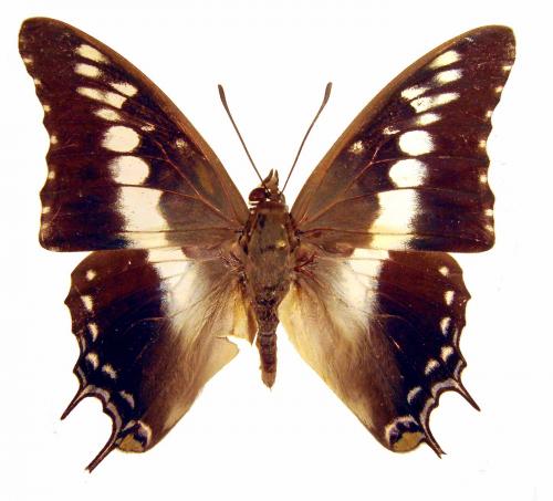 Charaxes achaemenes
