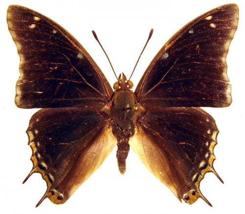 Réf. 40 893 : Charaxes viola viola