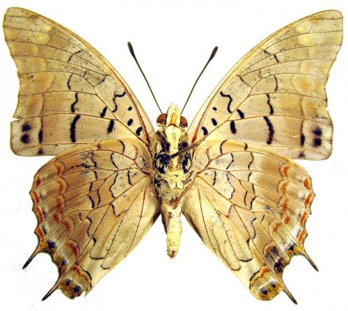 Charaxes viola viola