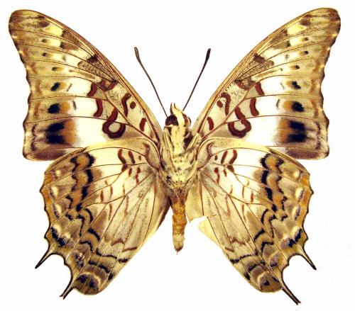 Charaxes achaemenes