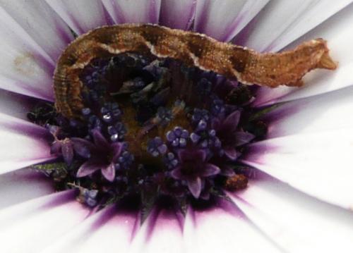 Réf. 40 827 : Eupithecia virgaureata