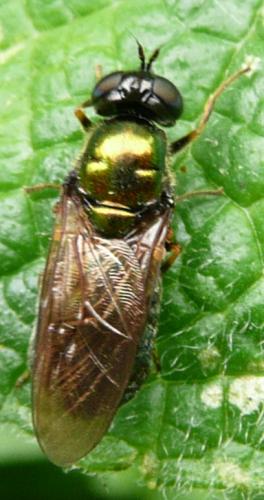 Chloromyia formosa