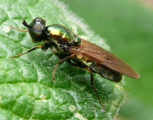 Chloromyia formosa