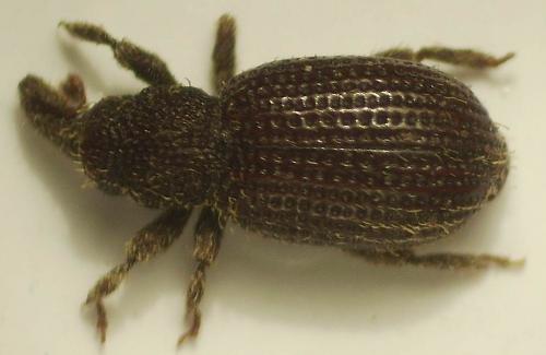 Echinomorphus ravouxi