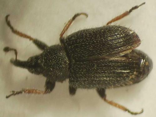 Réf. 40 667 : Gymnetron rostellum
