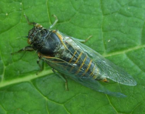 Réf. 40 174 : Cicadetta sp.