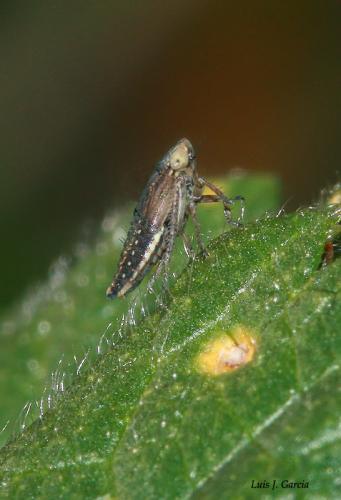 Réf. 40 931 : Euscelis sp.