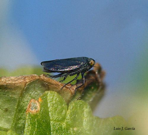 Réf. 40 930 : Euscelis sp.