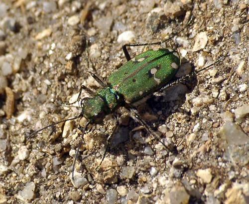 Réf. 40 120 : Cicindela campestris