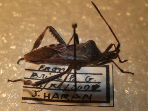 Leptoglossus occidentalis