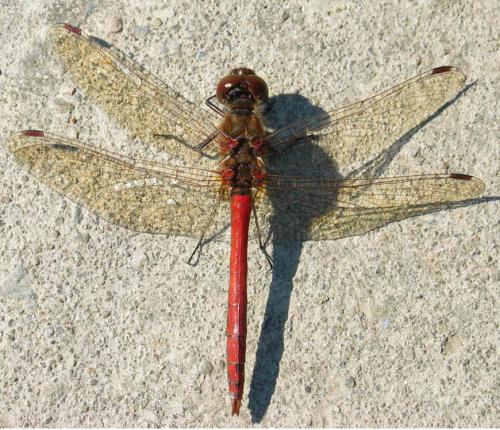 Réf. 40 055 : Sympetrum vulgatum