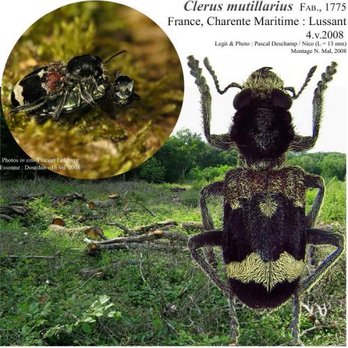 Clerus mutillarius