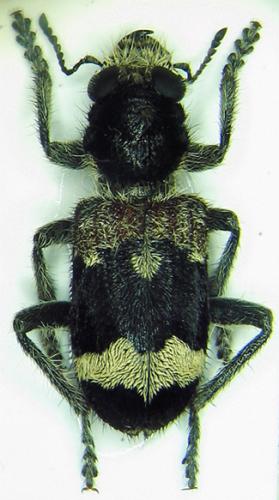 Clerus mutillarius