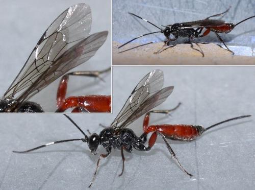 Cryptinae