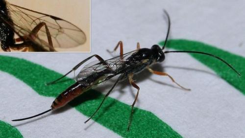 Venturia canescens