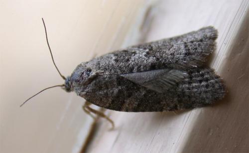 Réf. 40 130 : Cnephasia sp.