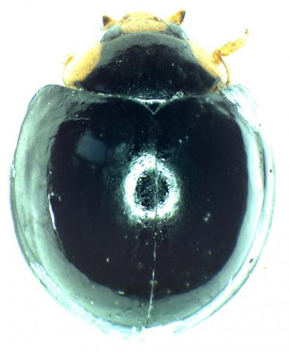 Réf. 40 994 : Exochomus laeviusculus