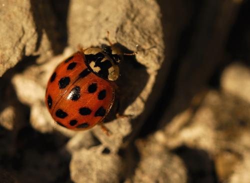 Harmonia axyridis