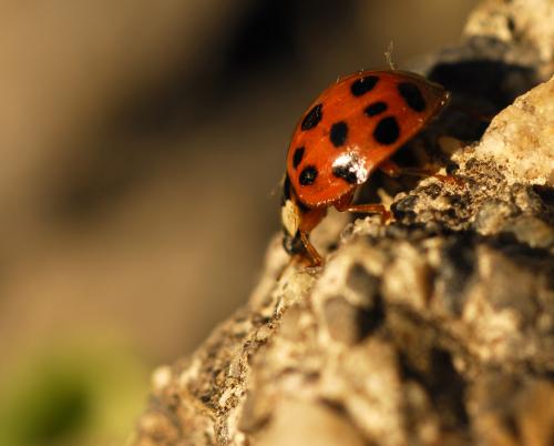 Harmonia axyridis