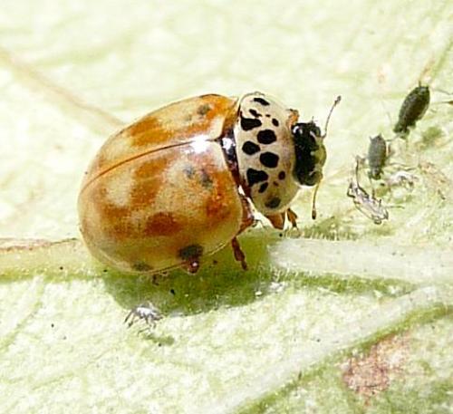 Réf. 40 832 : Harmonia quadripunctata