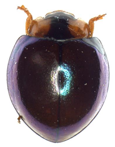 Cladis nitidula