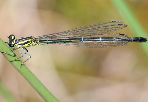 Coenagrion puella
