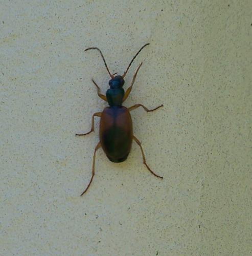Anchomenus dorsalis