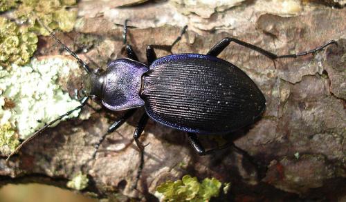 Réf. 40 398 : Carabus problematicus