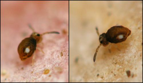 Sminthurinus trinotatus