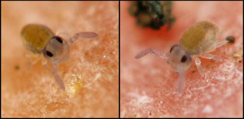 Réf. 40 425 : Sminthurinus sp.