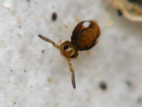 Réf. 40 424 : Sminthurinus trinotatus