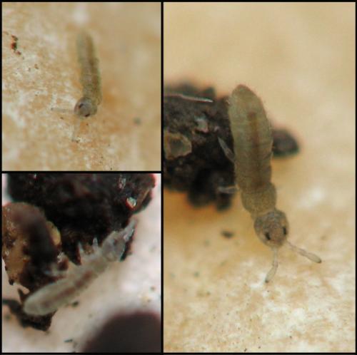Réf. 40 426 : Proisotoma minuta