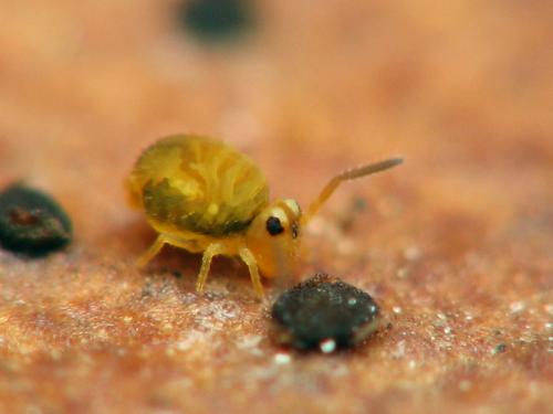 Sminthurinus sp.