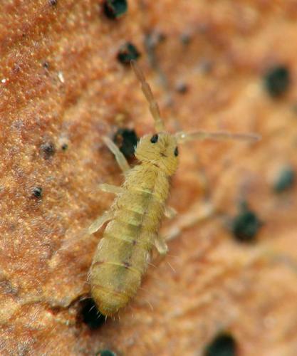 Réf. 40 288 : Isotomurus palustris