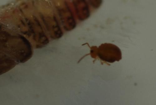 Sminthurinus sp.