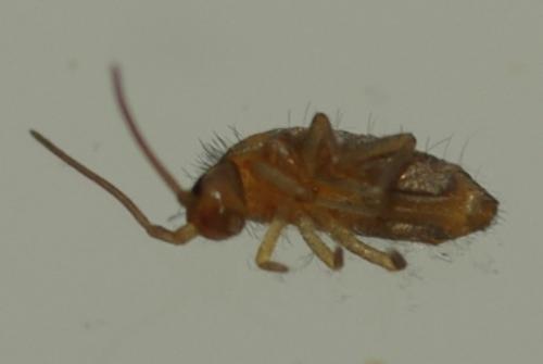 Tomocerus minor