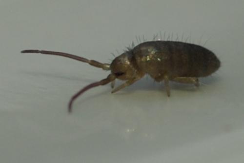 Tomocerus minor