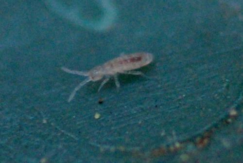 Sinella sp.