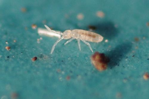Sinella sp.