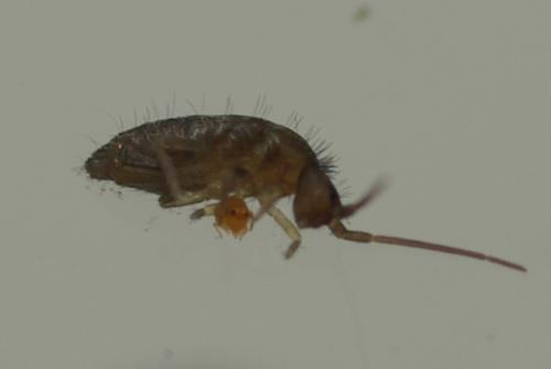 Tomocerus minor