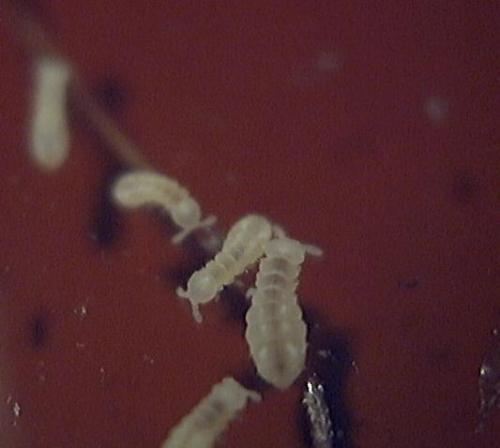 Onychiurus sp.