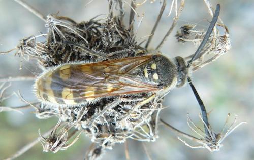 Colpa sexmaculata
