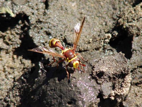 Monoceromyia gambiana