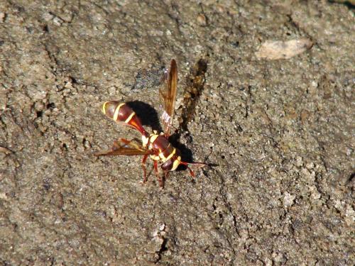 Monoceromyia gambiana