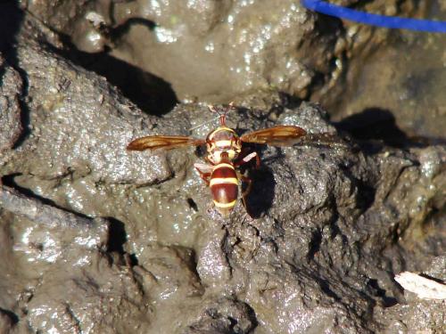 Monoceromyia gambiana
