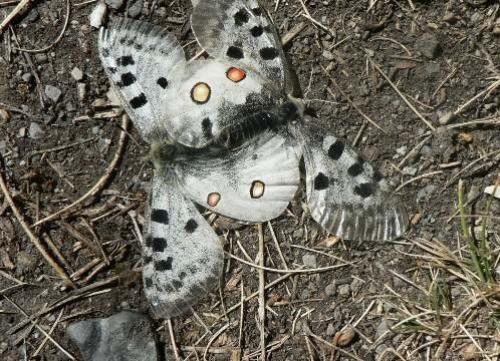 Réf. 40 976 : Parnassius apollo