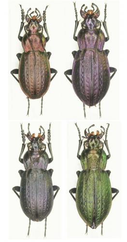 Réf. 40 765 : Carabus arvensis