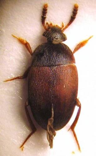 Réf. 40 211 : Sciodrepoides watsoni