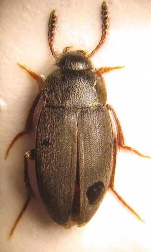 Réf. 40 212 : Catops fuliginosus