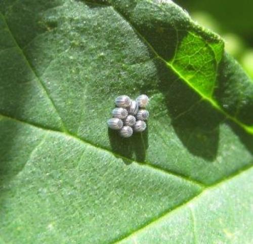 Réf. 40 952 : Polygonia c-album
